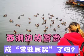 太萌了！西湖边出现成片鸳鸯，游客千万不要给鸳鸯投喂食物