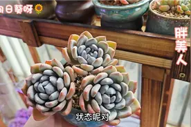 分享几款美人系列的多肉：鸡蛋美人、桃美人、胖美人、冬美人等！