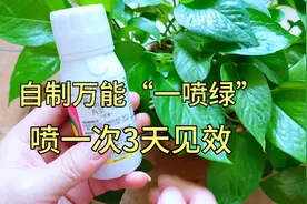 生根叶面肥不用买，在家两样“东西”混一混，用后3天见效，厉害视频封面