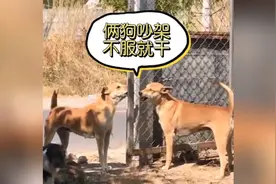 安徽方言搞笑配音，两狗吵架不服就干，不服找帮手！视频封面