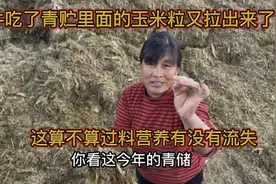 牛吃了青贮里面的玉米粒又拉出来了，这算不算过料营养有没有流失视频封面