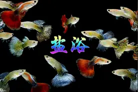 孔雀鱼病了如何盐浴？浓度多少？时间多长？看看穷养鱼详细操作视频封面