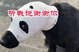 狗：听我说谢谢你…视频封面