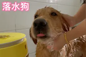 一个怕水的狗子，碰水立马乖乖的，洗澡不费劲。在家洗澡的金毛视频封面