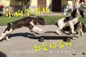 史宾格幼犬太可爱不舍得卖，都训练成滑板狗，这也太好玩了！