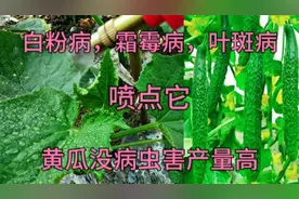 黄瓜生病虫害不要乱喷农药，给它喷点东西，长势壮没病虫害产量高