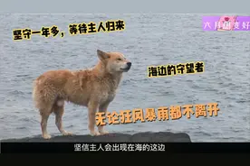 被主人遗忘的狗狗，不畏滔天巨浪每天都在海边等待，看着让人心疼视频封面