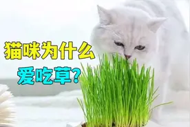 猫咪为什么爱吃草？视频封面