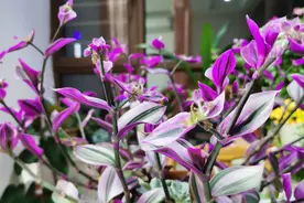 婚礼油画吊兰焦边，长叶斑？学会几个小窍门，长得快，绚烂如油画视频封面