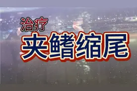 如何治疗孔雀鱼小亚成夹鳍缩尾