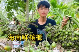 刚到燕子家就被拉去摘槟榔 在得知现在新鲜槟榔价格够 下巴都惊掉