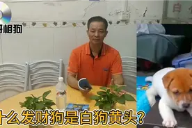 白狗黄头身带印发财狗为什么选黄头？相狗师告诉你！视频封面