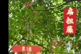 扁骨风，也叫扁担藤，果子摘下来做果酒视频封面