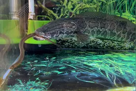 把一条黄鳝扔进装满黑鱼的鱼缸里，猜猜会发生什么？结果真没想到