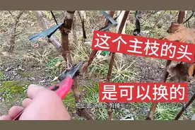 如何给葡萄主枝换头？主枝剪到哪最合适？提高产量的同时保持高度视频封面