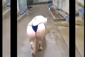 盘点一下10大搞笑表情包，最后一张一定能笑到你肚子疼视频封面