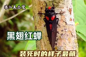 这种知了蝉像臭虫一样会喷毒液，装死最萌，湛江少见，原来长这样视频封面