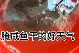 掉了一些野生鲫鱼。吃不完把它晒成干。贮藏在冰箱里过年吃。