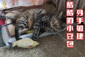 酷酷的小豆包，快乐的小豆包，玩起来这一套动作行云流水啊😅😅😅