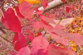 秋韵浓，秋色浓五彩斑斓的秋天，山上空气清新，秋日的森林私语视频封面