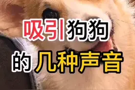 狗叫声吸引狗狗的几种声音