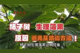 柿子树生理落果期，避免落花落果方法及注意事项，五月份就得实施