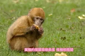 属猴的不同月份出生，性格也不同，你是几月的猴呢？视频封面