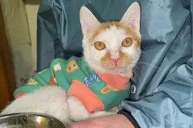 幸运的流浪小猫第一次过年，开心到手舞足蹈，还躺在主人怀里撒娇视频封面