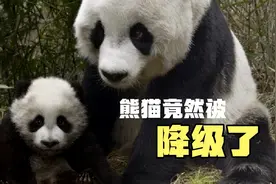 熊猫竟然被降级了，还会收到以前的待遇吗？