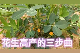 花生开花初期：薅、撒、踩做到这三点儿想不高产都难。