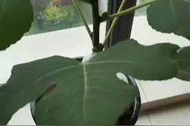 山东省烟台市使用生态能量元素的无花果系列报道5视频封面