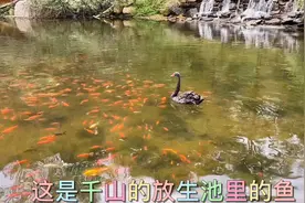 看这温馨的画面天鹅能和放生池的鱼和平相处，天鹅为什么不吃鱼？
