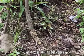 第一次看到麻雀妈妈一边喂宝宝一边赶走入侵者令人感动的温馨画面视频封面