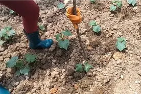 黄瓜可以搭架了，用这个方法给黄瓜搭架，既美观又牢固视频封面