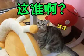 尴尬！10天没在家，小母猫已经不认识我了，天天试探我...