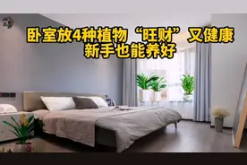 卧室放4种植物“旺财”又健康，新手也能养好。视频封面