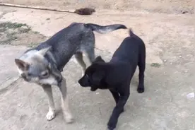 中华田园犬太好养了，三个月就有20多斤了，关键是不挑食