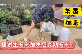 给菜地消毒杀菌，据说石灰泡水后再喷洒菜地，比撒石灰粉效果更佳视频封面