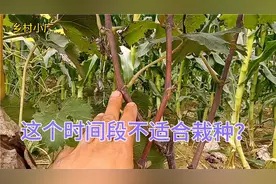 葡萄树为什么现在不适合栽种？只因为这个原因，不是我舍不得送视频封面