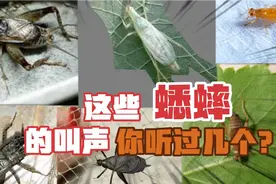 科普2∶这些蟋蟀的叫声，你听过几个？满满的童年回忆！视频封面