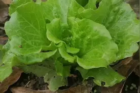 种植生菜，不用化肥不打农药？只需撒点它，生菜长得旺没虫害视频封面