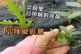 八零后打卡开荒种菜之辣椒苗头部折断还能种活吗？