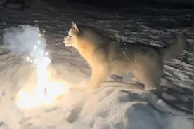哈士奇太喜欢烟花了，甚至还会去吃烟花，结果太让主人担心了视频封面