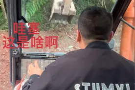 农村小伙开着挖机突然发现啥？赶紧熄火，国家保护植物恐龙同时代视频封面