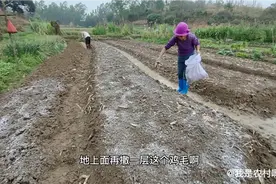 广东廉江农村种花生了，一个坑一个花生米，种好撒上石灰和鸡毛！视频封面