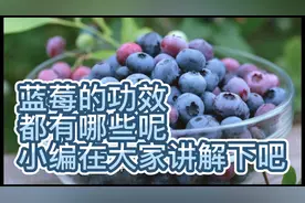 蓝莓的功效与作用，小伙伴们了解多少呢，哪些人群不宜吃蓝莓呢！