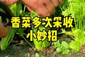 香菜多次采收，有吃不完的香菜哦！视频封面