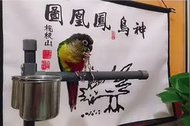 鸟友的春天来啦，小太阳和尚鹦鹉带合法标识，可以全国飞啦。。