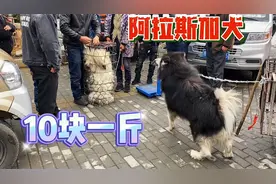 小狗买过来3000一条的“阿拉斯加犬”现在10块一斤出售给肉狗贩子视频封面