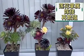 莲花掌属多肉嫁接后，如何一棵多肉变多棵？砍头扦插，变多肉大户